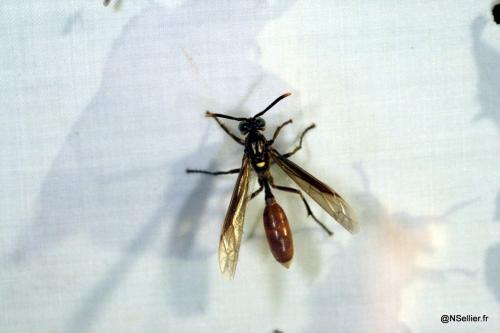 Polybia dimidiata